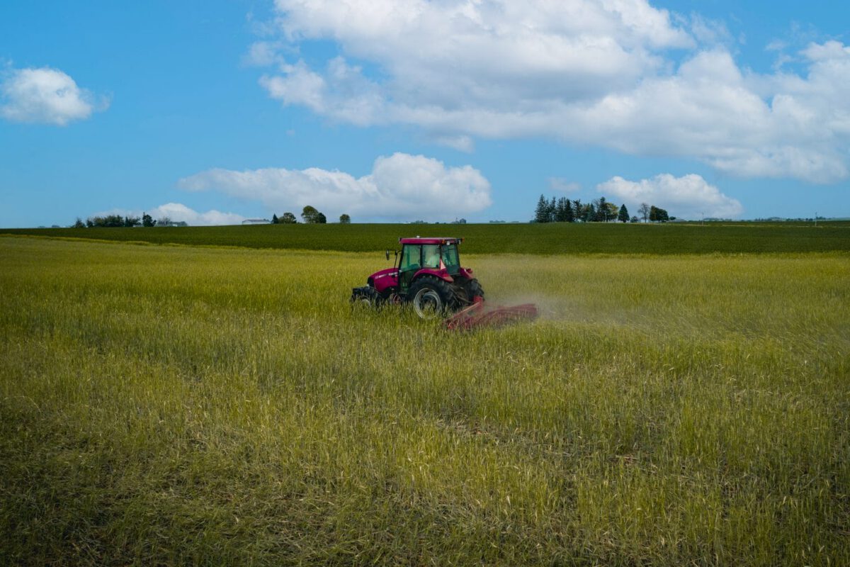 Timing of Roll-Crimping a Cereal Rye Cover Crop