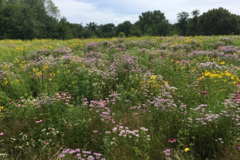 Protecting Pollinators