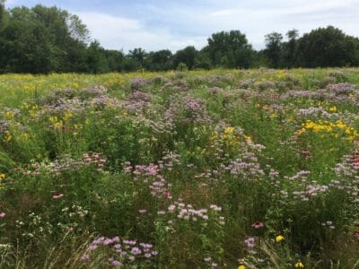 Precision Conservation Analysis: Can Habitat Make Your Farm More Profitable?