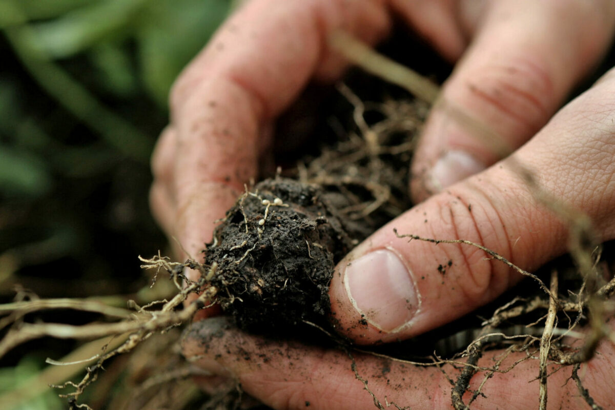The Proof is in the Soil