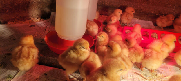 What to Think About When You're Thinking About Chicks
