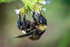 Declining Bee Populations In Iowa Prompts Local Scientist To Ask Why