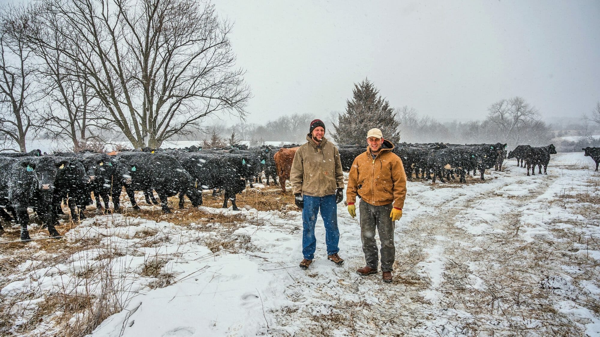 Linking Livestock to Land