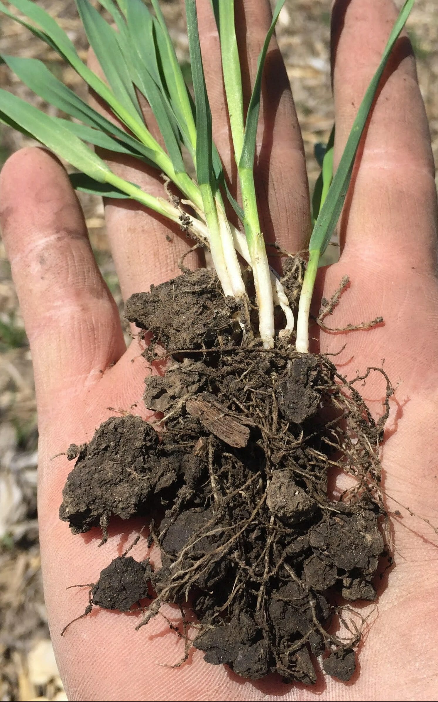 Andy Linder oats close up