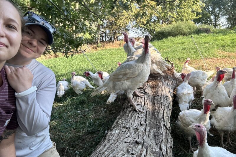 Virtual Field Day: The Business of Raising Turkeys for the Direct-to-Consumer Market, Part 1