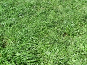 Annual Rye