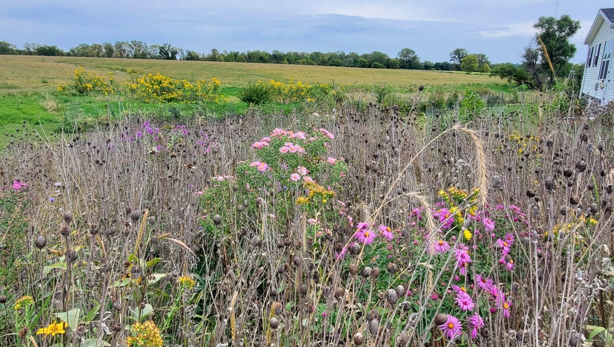 Asters on Ruth Rabinowitz reconstructed prairie