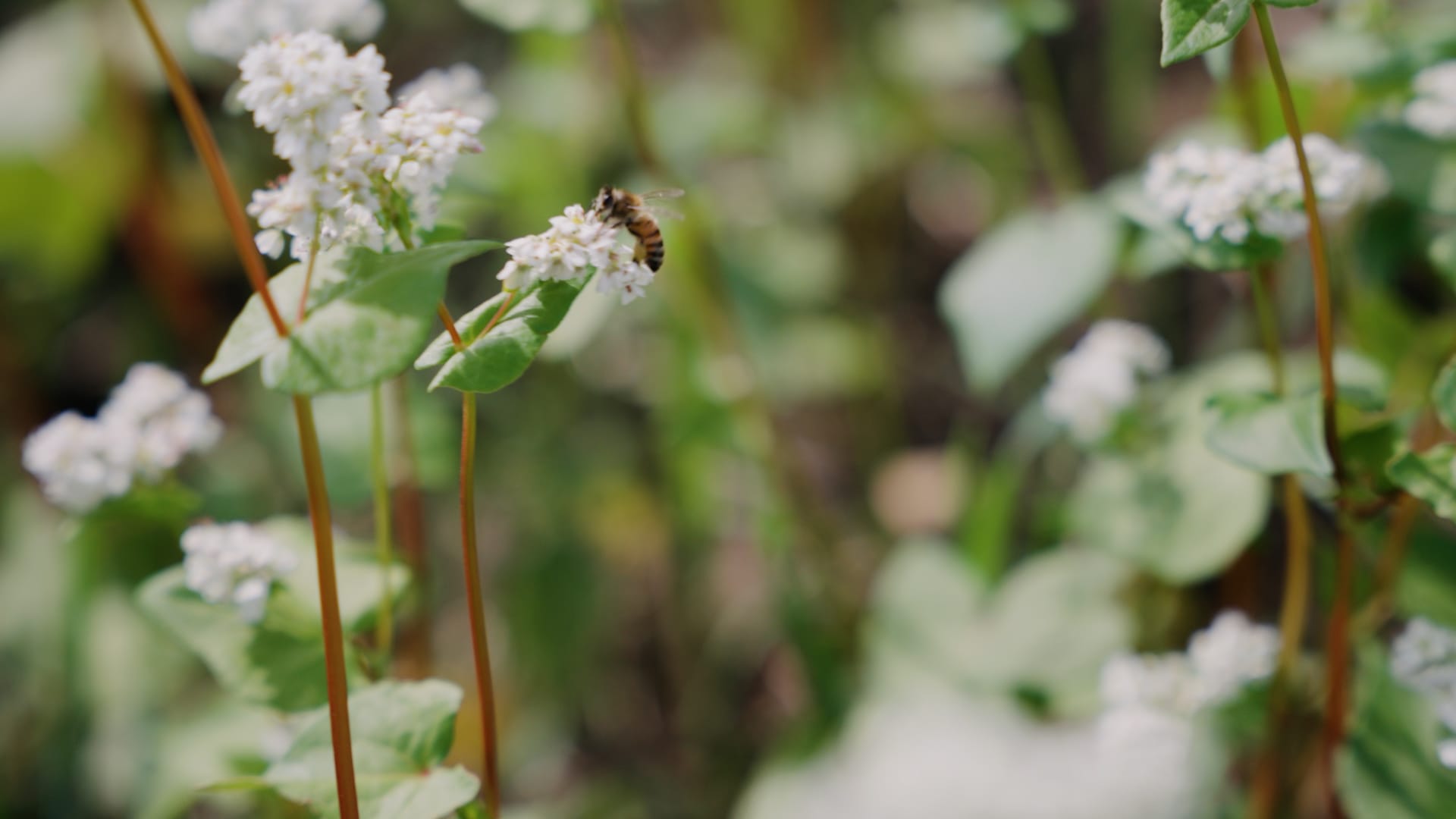 Planting Buckwheat After Oats - Field Notes