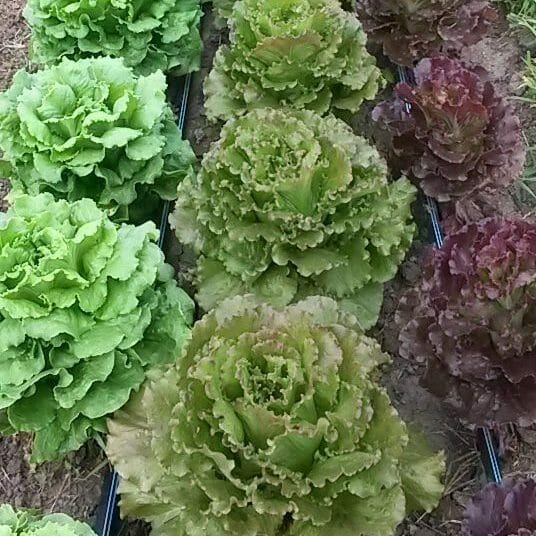 Summer Lettuce Variety Trial