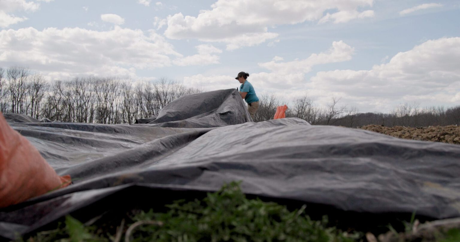 Tarping and Allelopathic Cover Crops for Perennial Weed Suppression