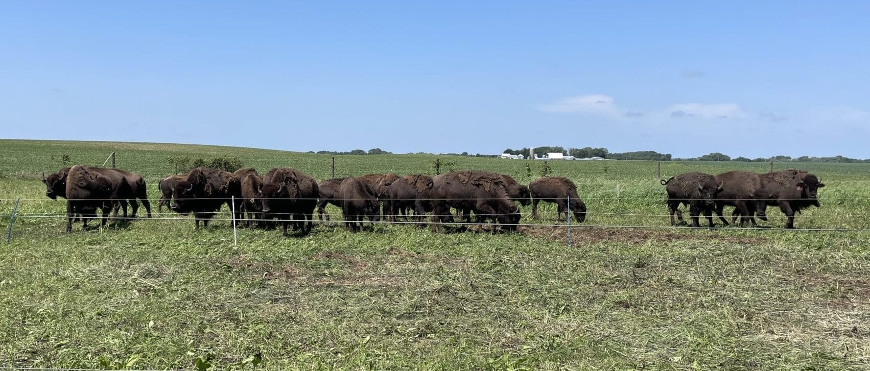 Sleepy Bison Acres Field Day: Grazing Bison and Conserving Water