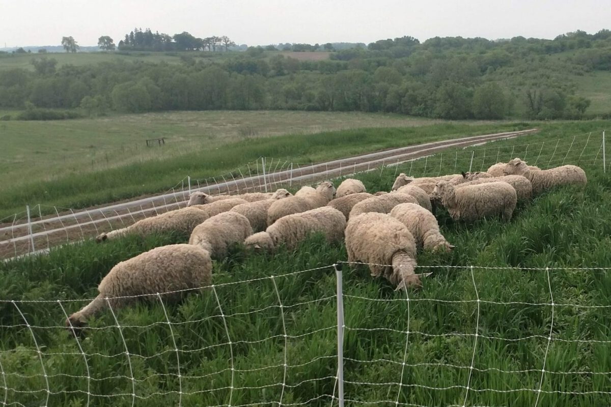 Brassica Production Following Grazed Cover Crop