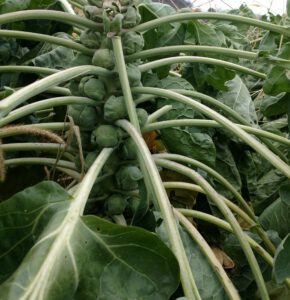 brussels sprout brassica research