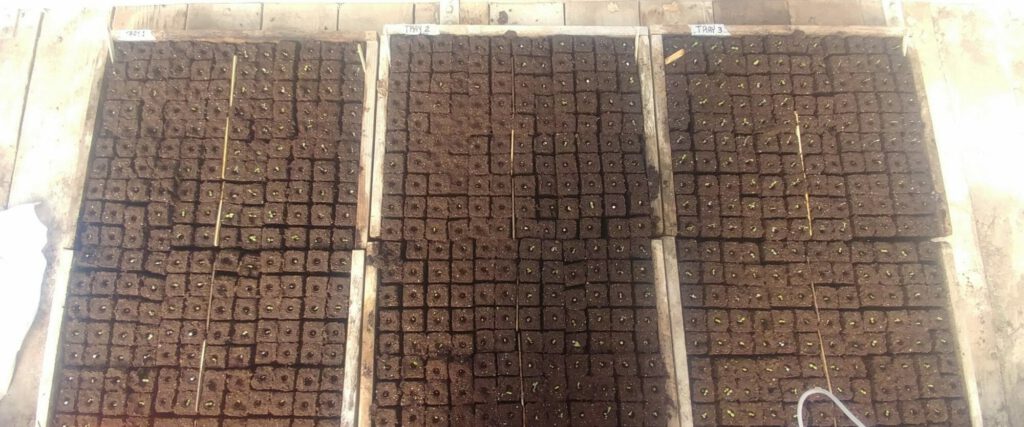 germination lettuce seeds research