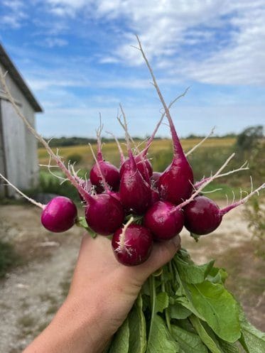 Radish Varieties for Summer Production
