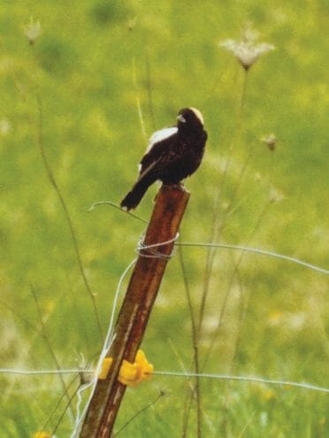Bobolink male on fence post at Specht, Damm farm