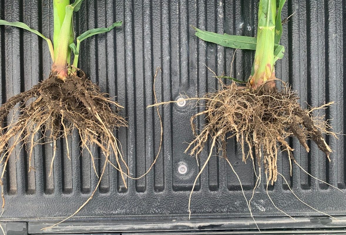 Holganix Bio 800+ Compost Tea for Corn