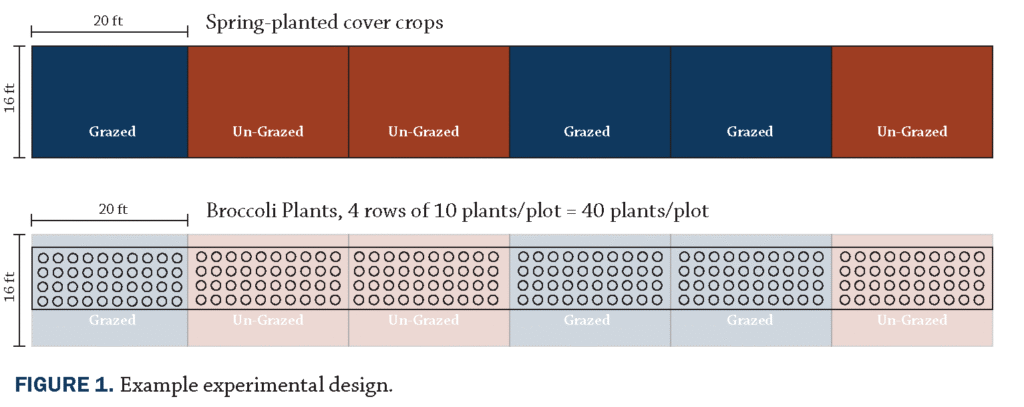 Brassica following grazing figure 1