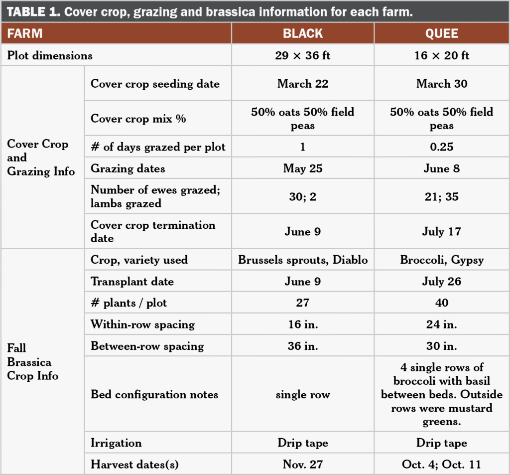 Brassica following grazing table 1