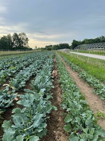 Fine-Tuning Fertility for Better Broccoli