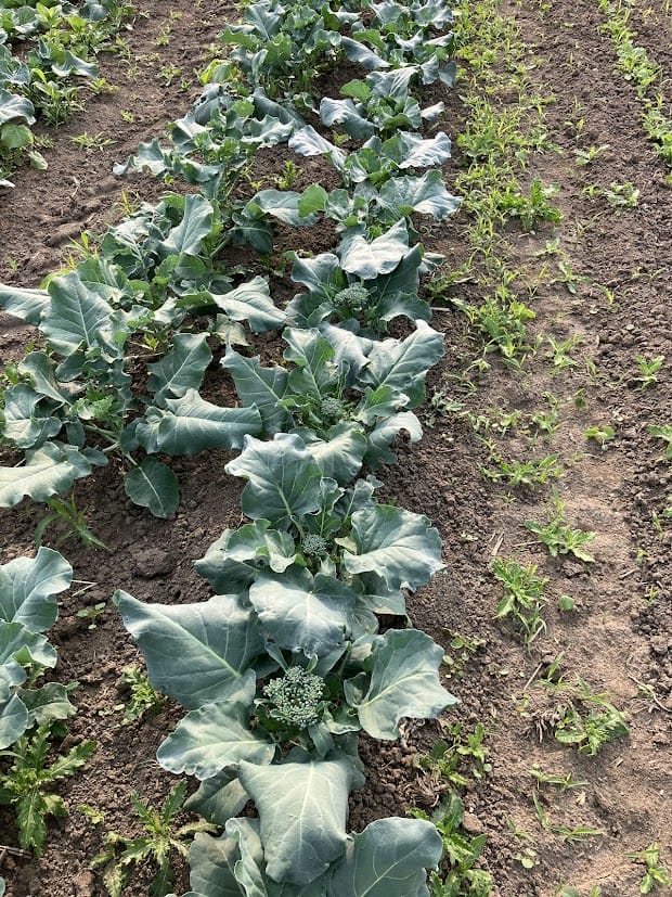 Broccolini Field