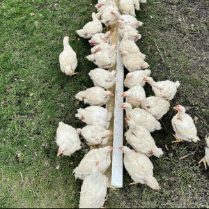 Broiler Chickens At Feeder