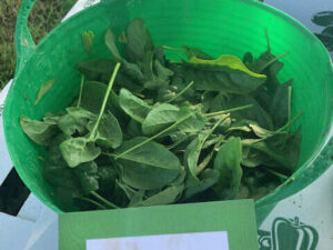 C. 2021.06.11. Kolibri hand