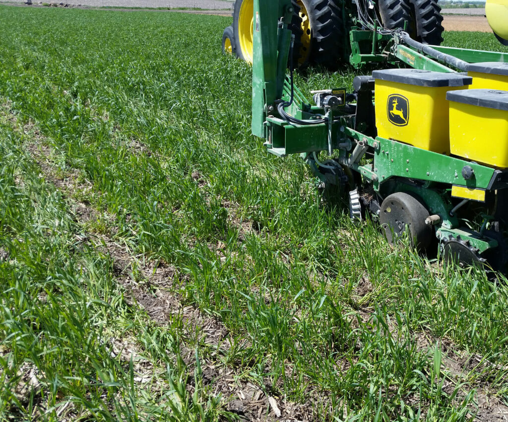 CC Term Ahead of Corn Photo 1