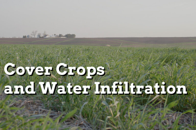 Cover Crops to Improve Soil Structure and Water Infiltration - Practical Cover Croppers