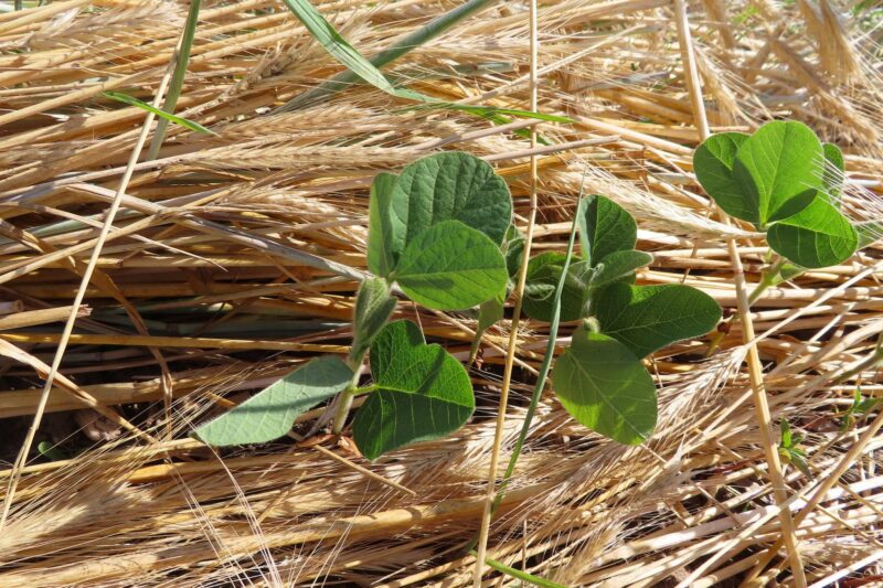 Farmers Invited to Join PFI's Virtual Cover Crop Workshop Aug. 5
