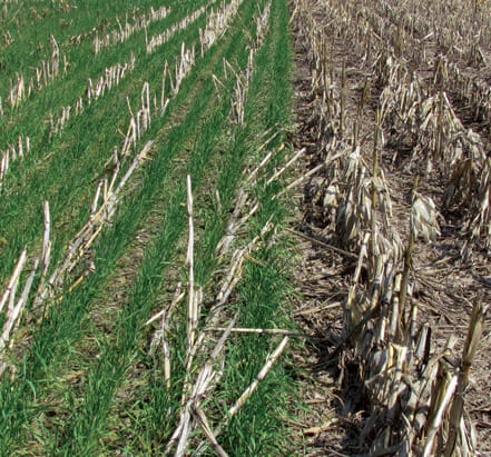 Winter Cereal Rye Cover Crop Effect on Cash Crop Yield