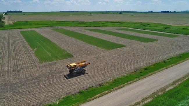 Terminating Cereal Rye After Planting Soybeans