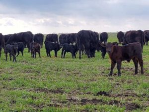 CalfcloseuponspringcovercropsatBillFredericksFarm