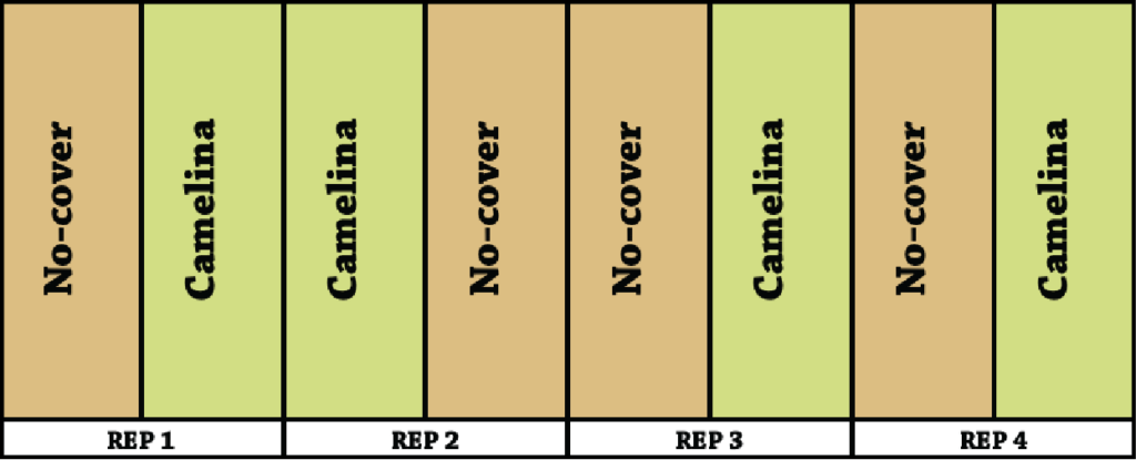 Camelina cover crop experimental design