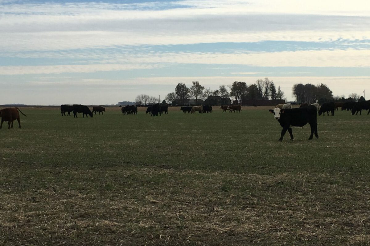 Economic and Soil Health Impacts of Grazing Cover Crops in a Feedlot System