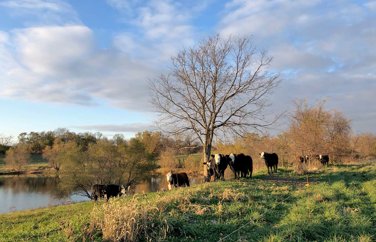 Cattle grazing