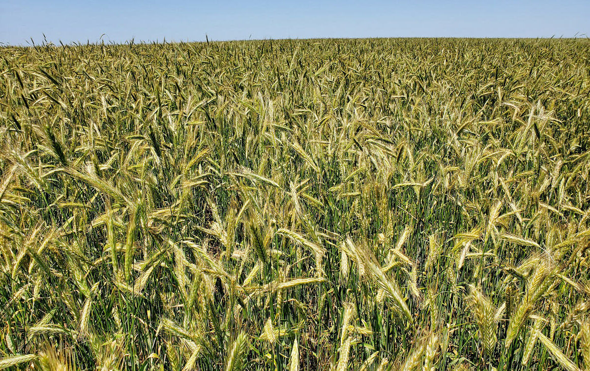 Nitrogen Fertilizer Effect on Cereal Rye Yield and Quality
