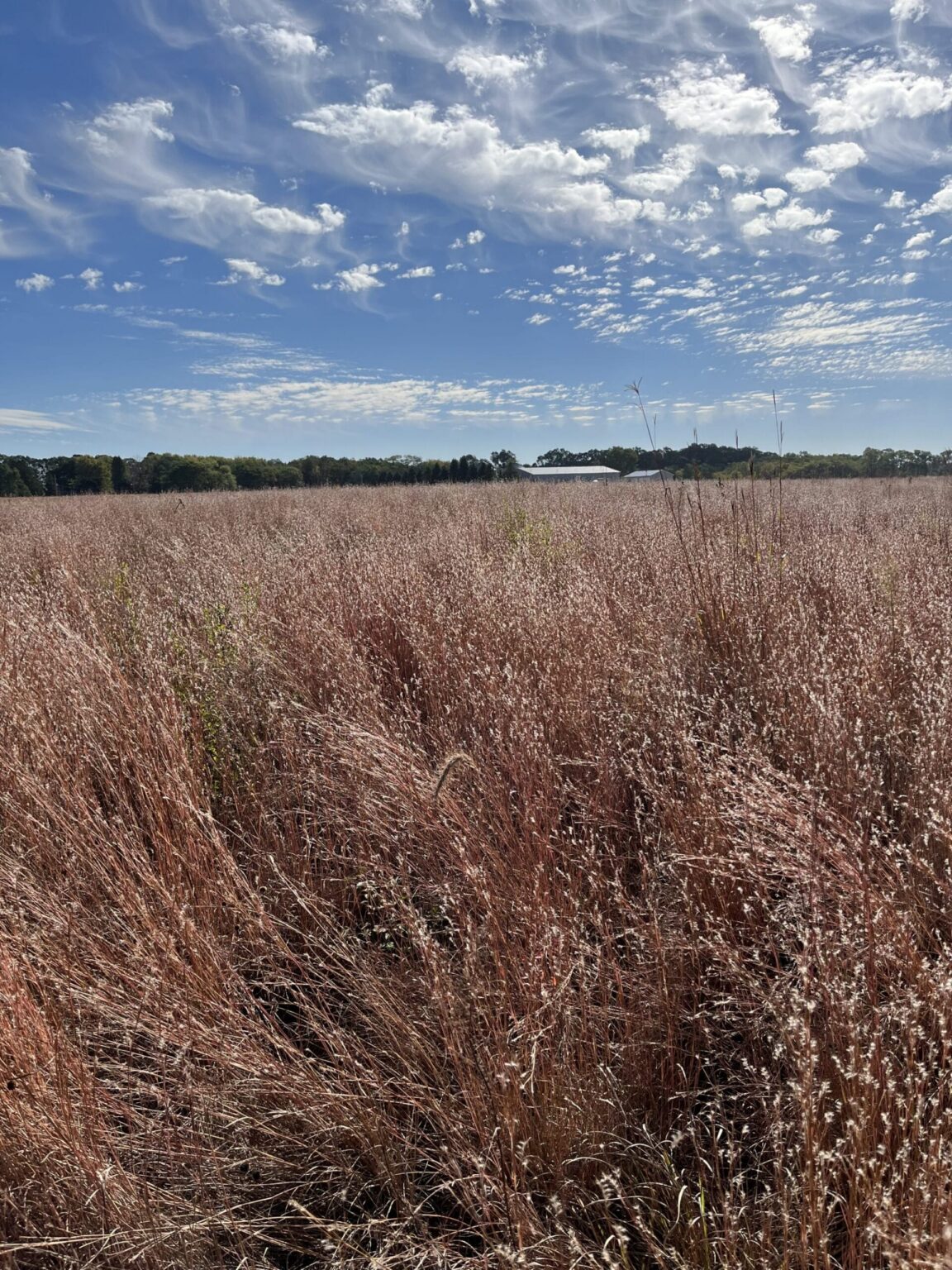 Neighbors in Conservation