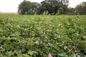 Clover2