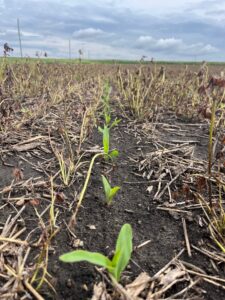 Corn emerging through terminated red clover cover