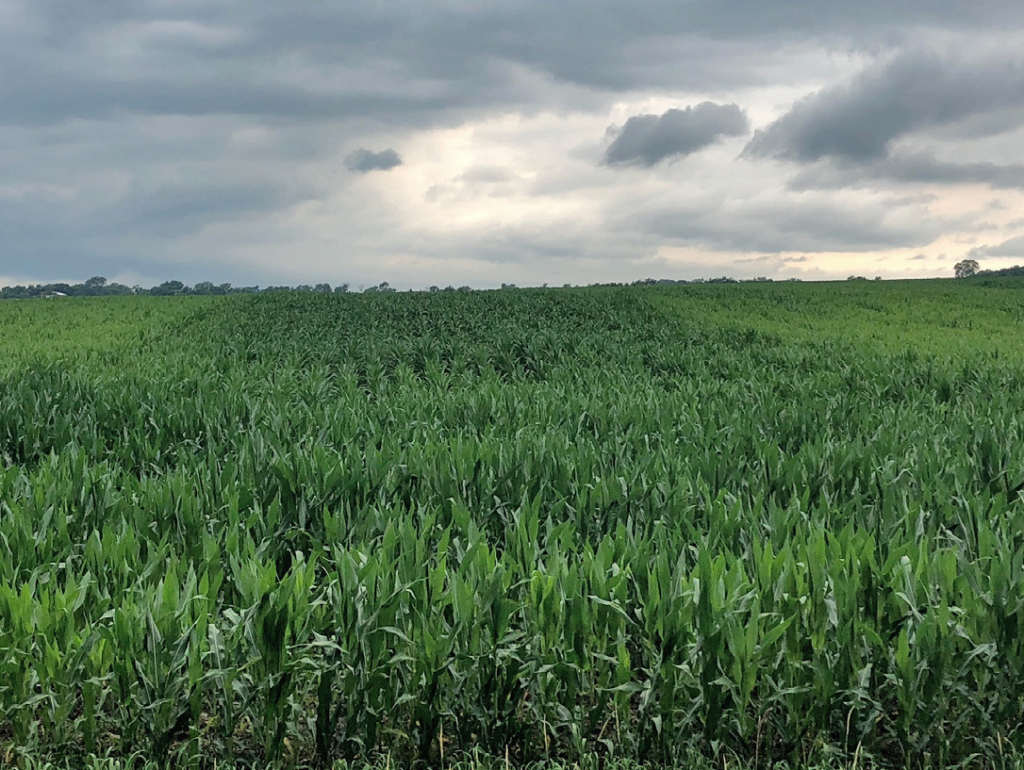 Reduced N Rate to Corn After Repeated Use of Cover Crops