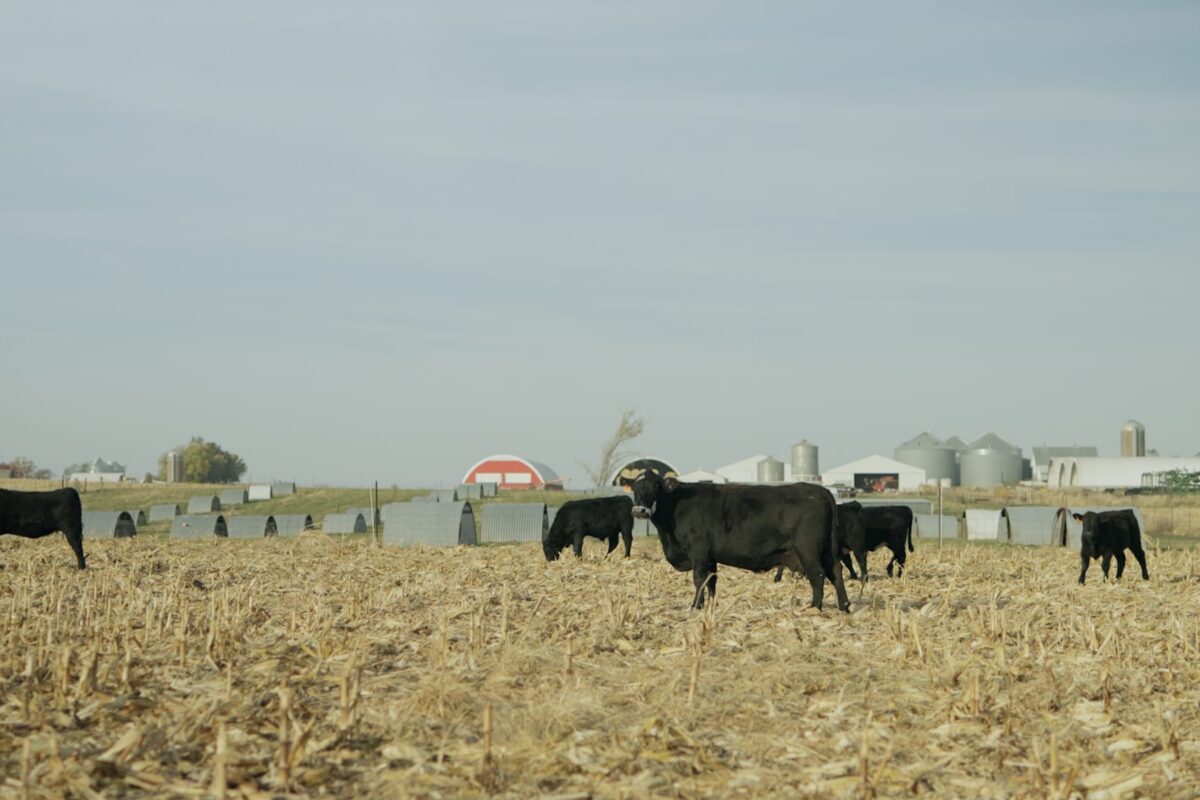 Cover Crops for Soil Health and Low-Cost Grazing - Practical Cover Croppers