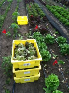 Lettuce harvest for a summer variety trial