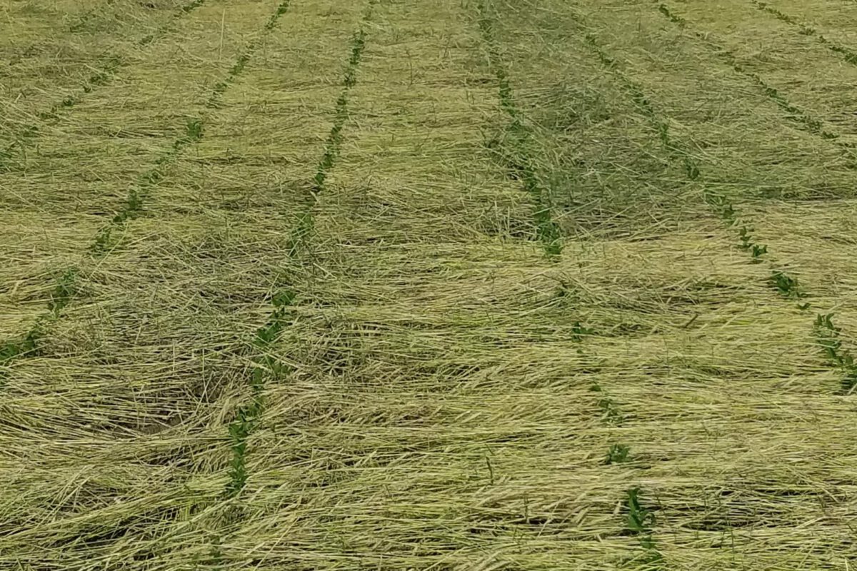 Soybean Row-Width and Seeding Date When Using a Roller-Crimper for Cereal Rye Cover Crop