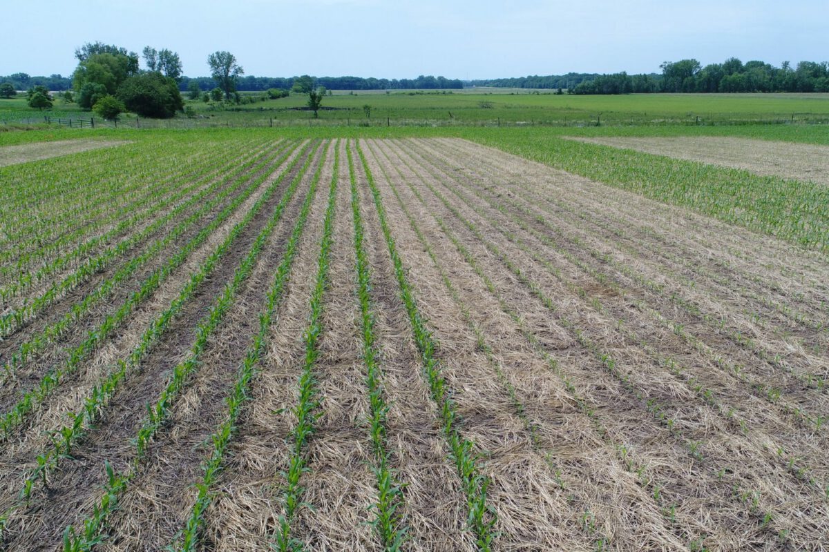 Corn Planting Date Following Cover Crop Termination: Can Corn Be Planted Into a Freshly Terminated Cover Crop?