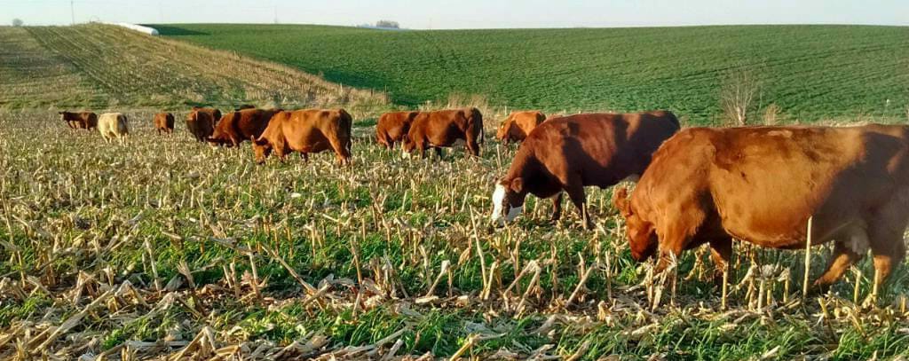 Watering Systems for Graziers - Winter Webinar