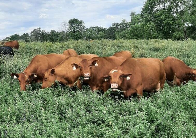 Alfalfa as a Staple in Rotation and Pasture