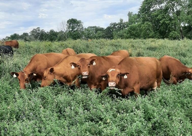 Alfalfa as a Staple in Rotation and Pasture