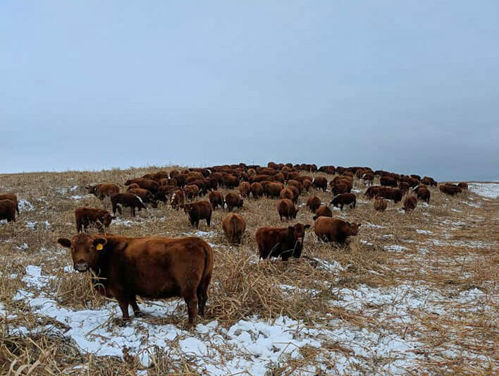 Grazing Rates: What Is a Fair Payment?