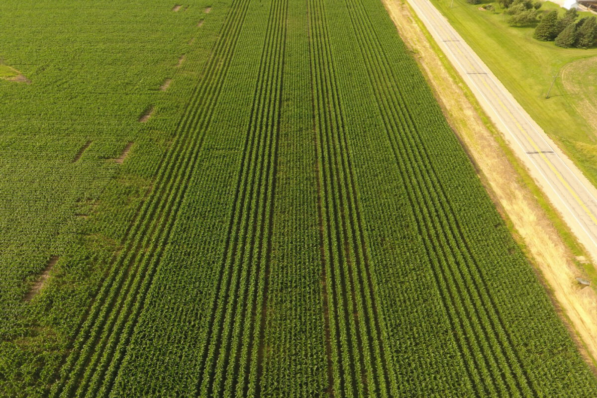 Planting Corn in 60-in. Row-Widths for Interseeding Cover Crops